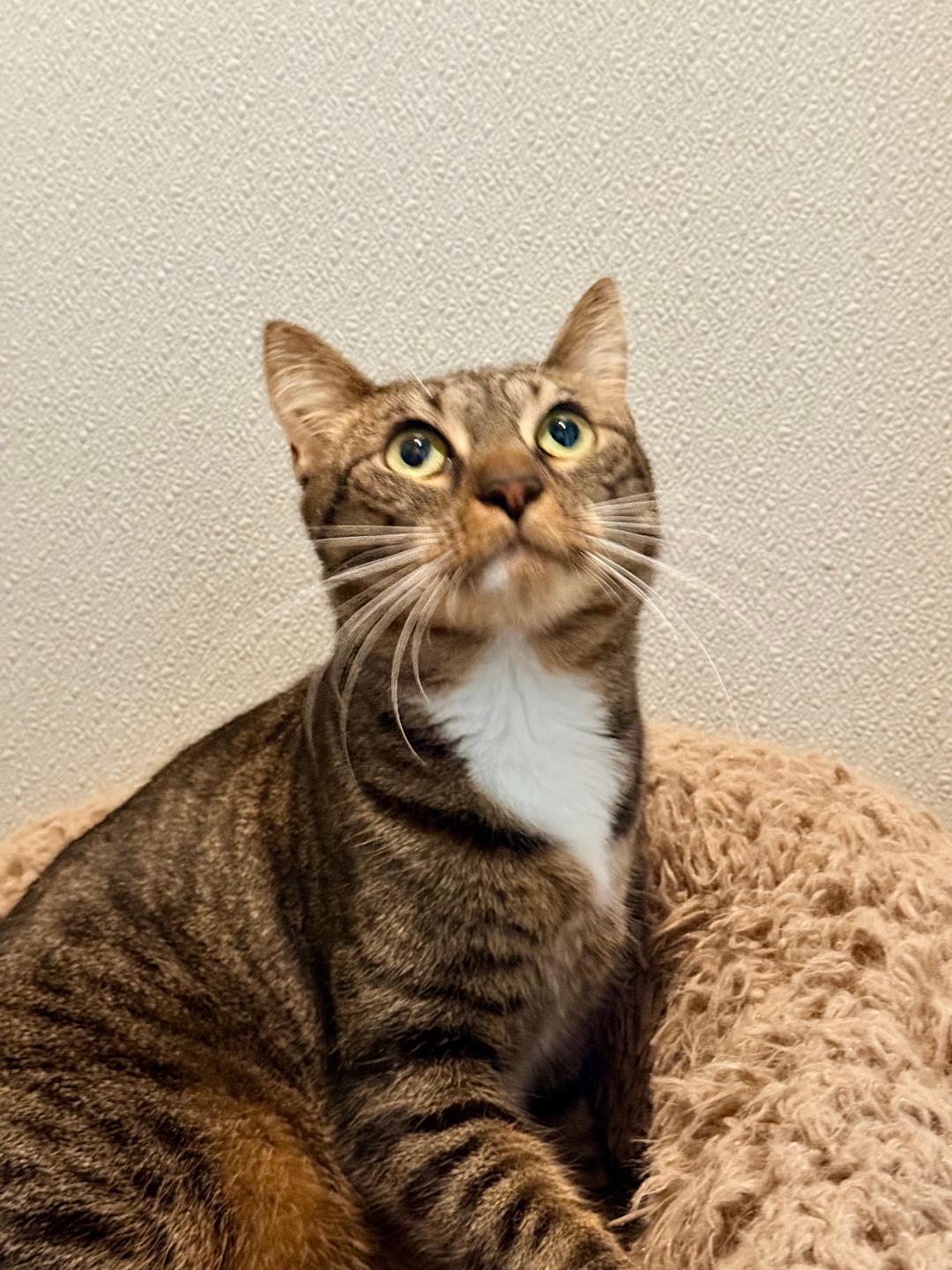 Stella, a ADOPTABLE Domestic Short Hair in Winter Haven, FL image 2/5