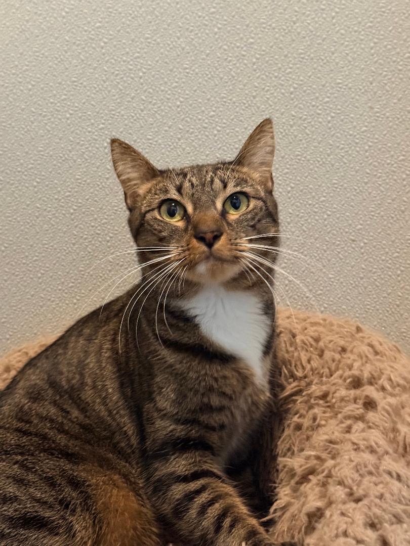 Stella, a ADOPTABLE Domestic Short Hair in Winter Haven, FL image 3/5