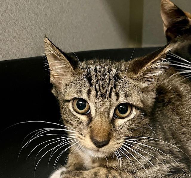 Enlarge Stella, a ADOPTABLE Domestic Short Hair in Winter Haven, FL image 1/1