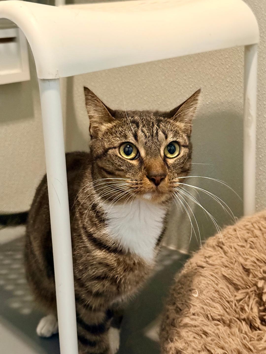 Stella, a ADOPTABLE Domestic Short Hair in Winter Haven, FL image 1/5