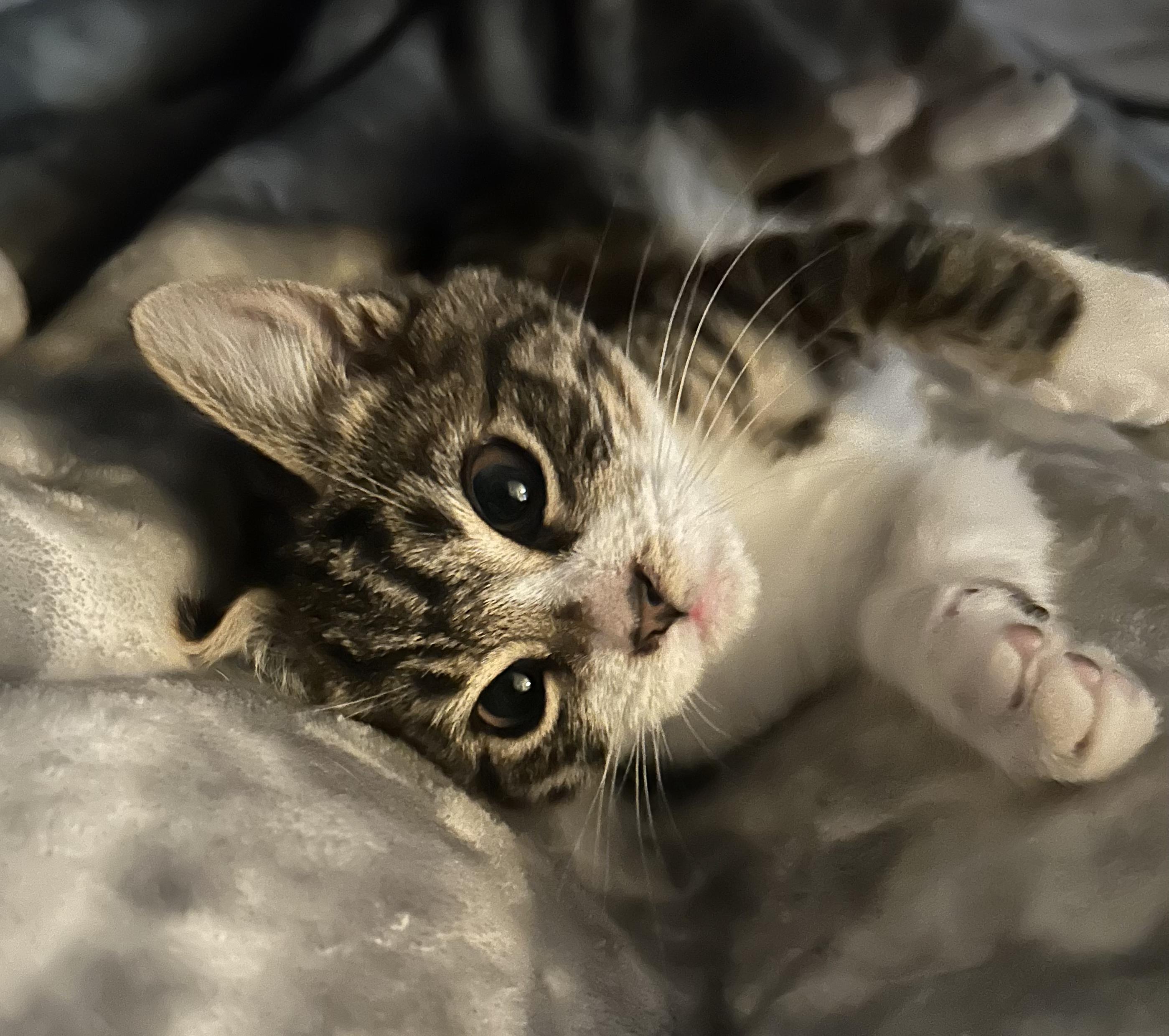 Ozzy, adopted, Kitten Male Maine Coon.