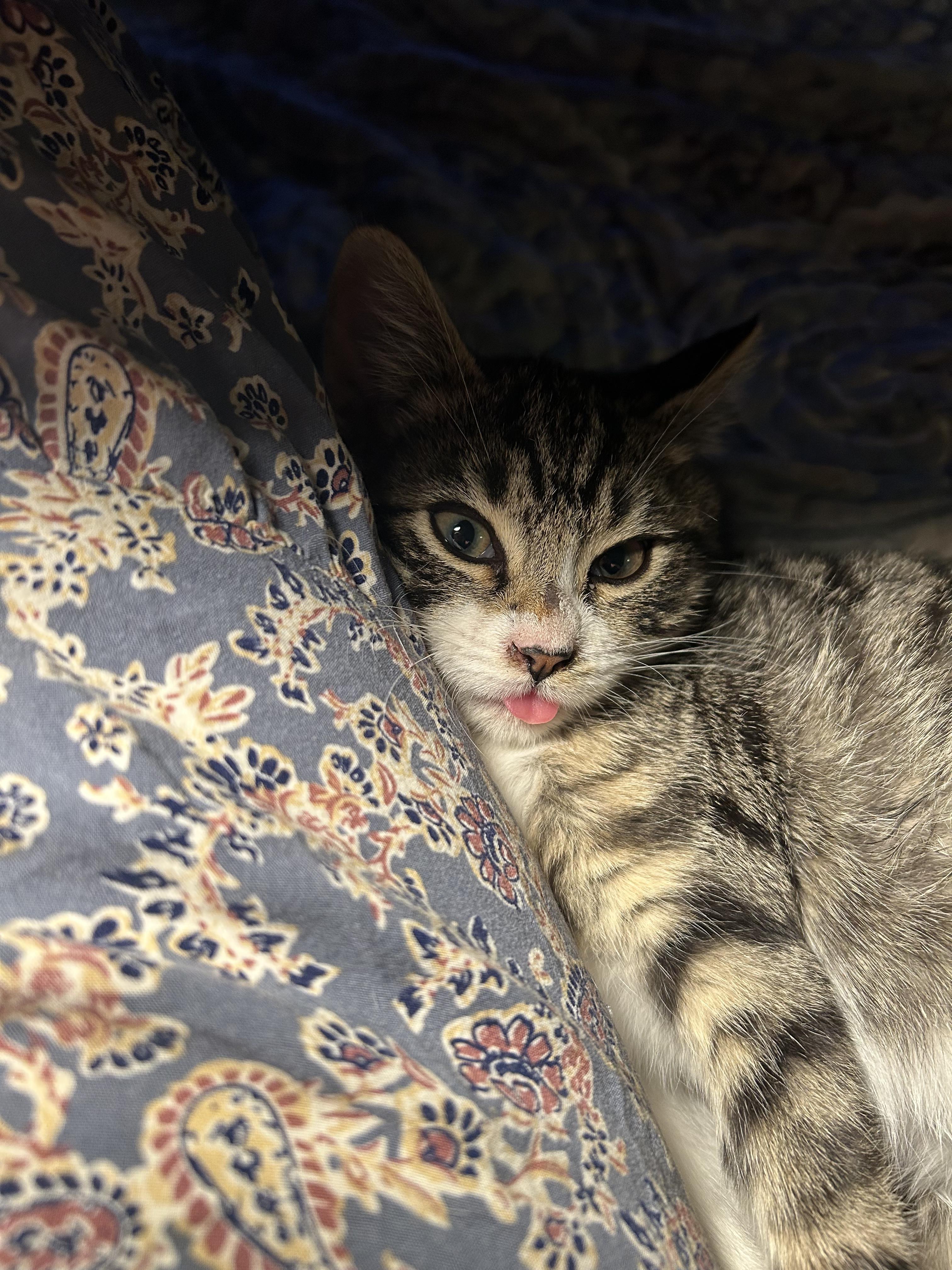 Enlarge Ozzy, an adopted mixed breed in Tracy, CA image 3/3