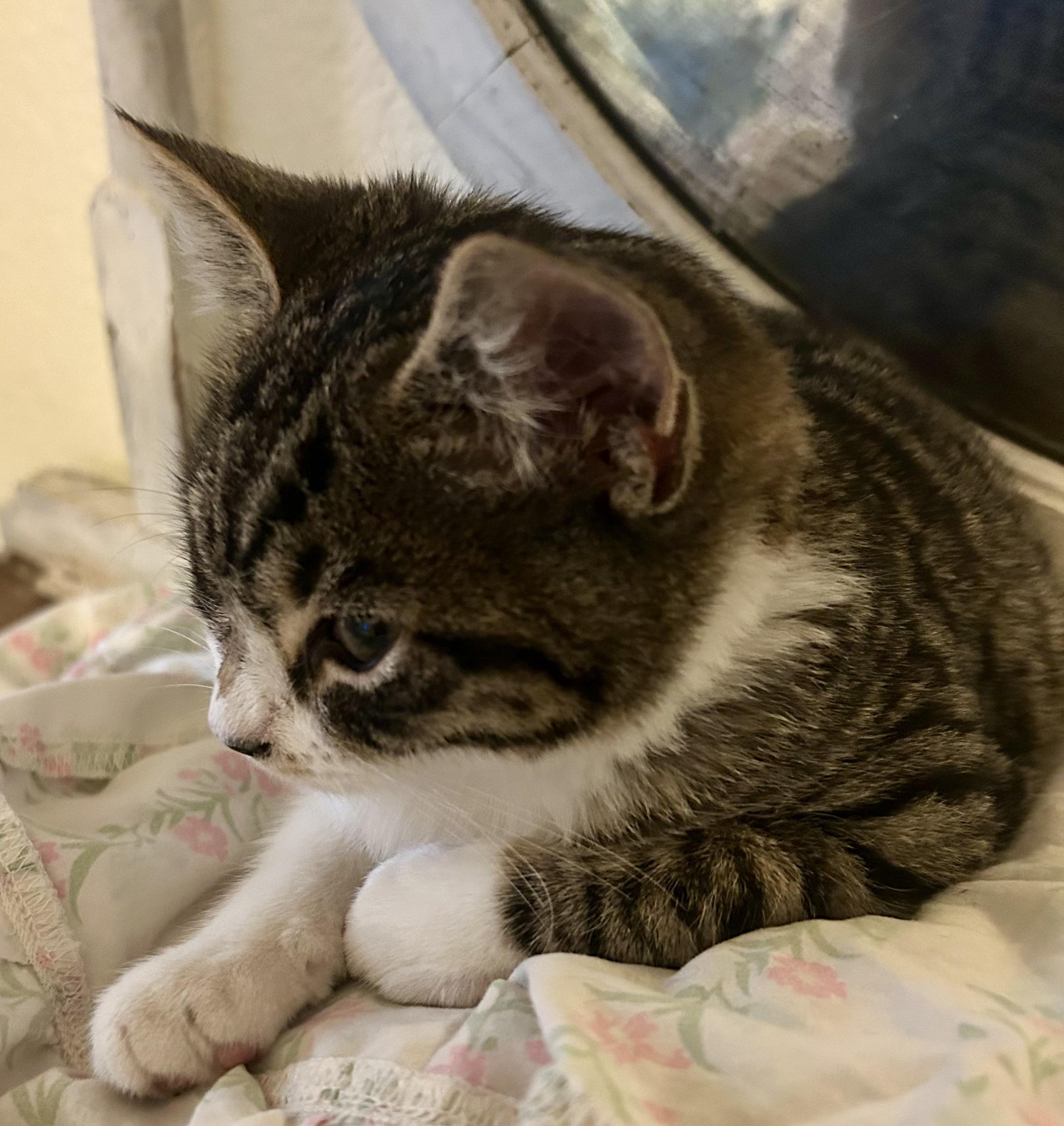 Enlarge Ozzy, an adopted mixed breed in Tracy, CA image 2/3