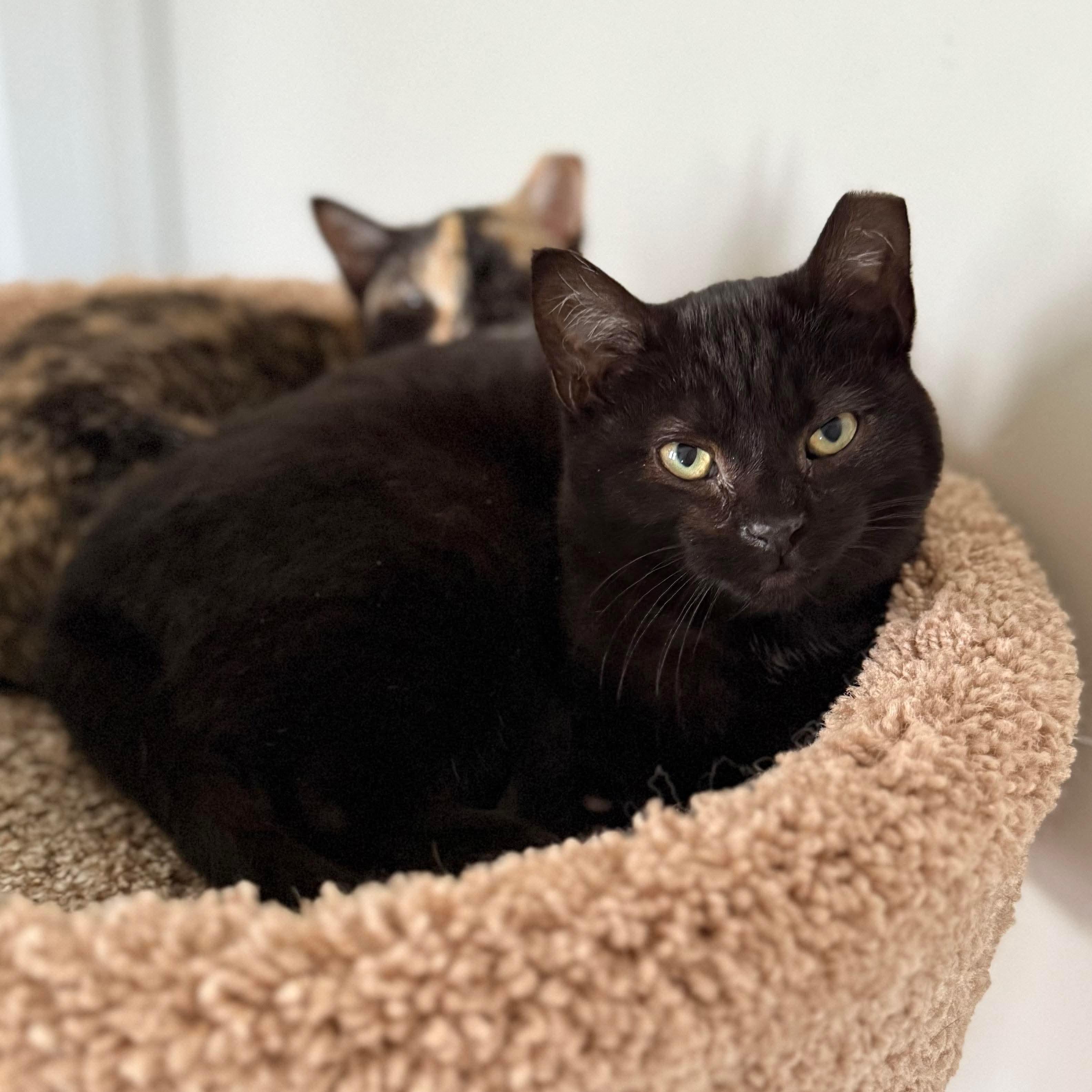 Enlarge Stew, a ADOPTABLE Domestic Short Hair in Massillon , OH image 1/1