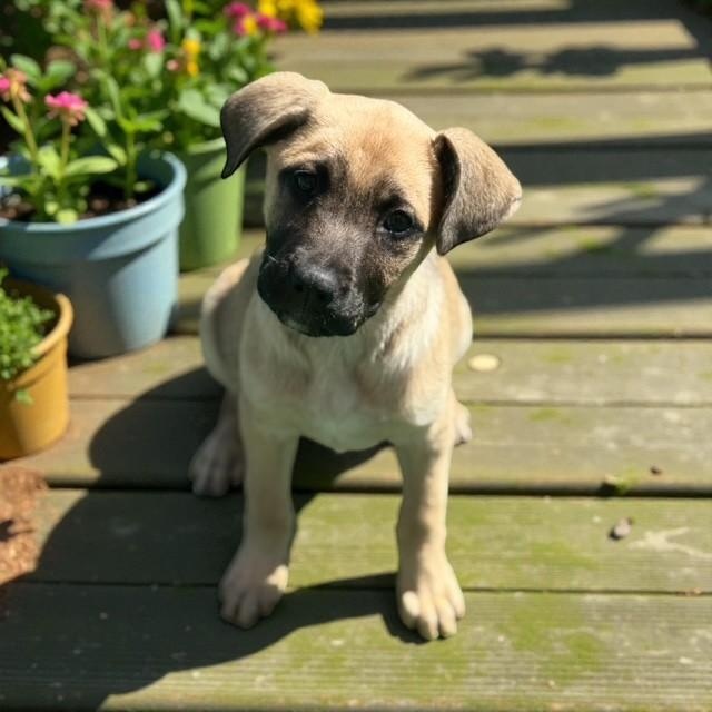 Lucy — thumbnail 4