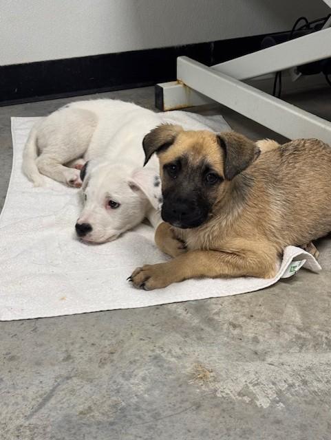 Lucy — thumbnail 5