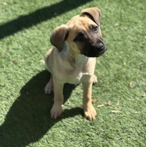Lucy, an adopted mixed breed in Williston, VT image 5/6