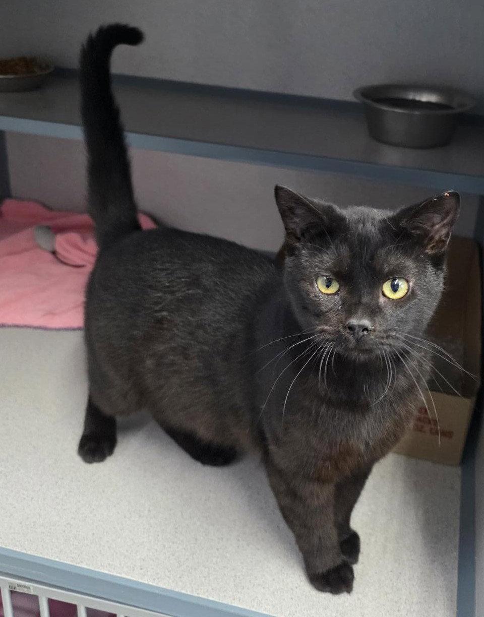 Enlarge Tiny, a Adoptable Tabby in Knoxville, IA image 1/1