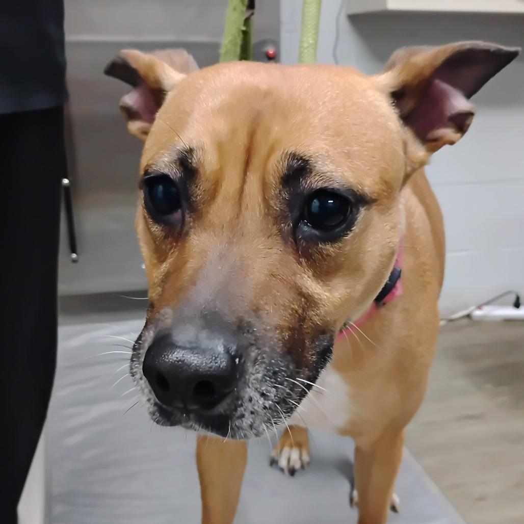 Enlarge Cinnamon, a Adoptable Mixed Breed in Summerville, SC image 2/4