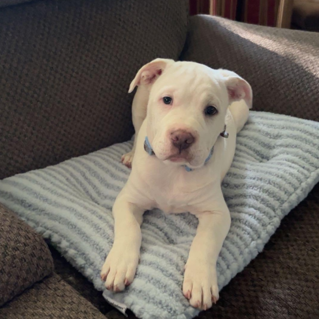 Diego, a ADOPTABLE mixed breed in Livonia, MI image 2/6
