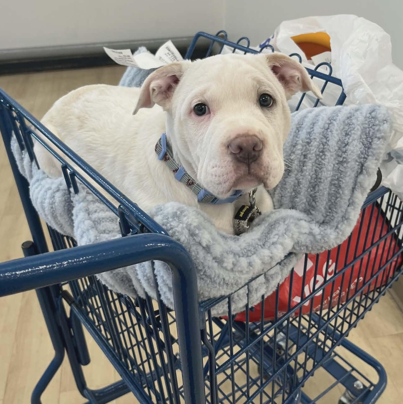 Diego, ADOPTABLE, Puppy Male Pit Bull Terrier & Rat Terrier.