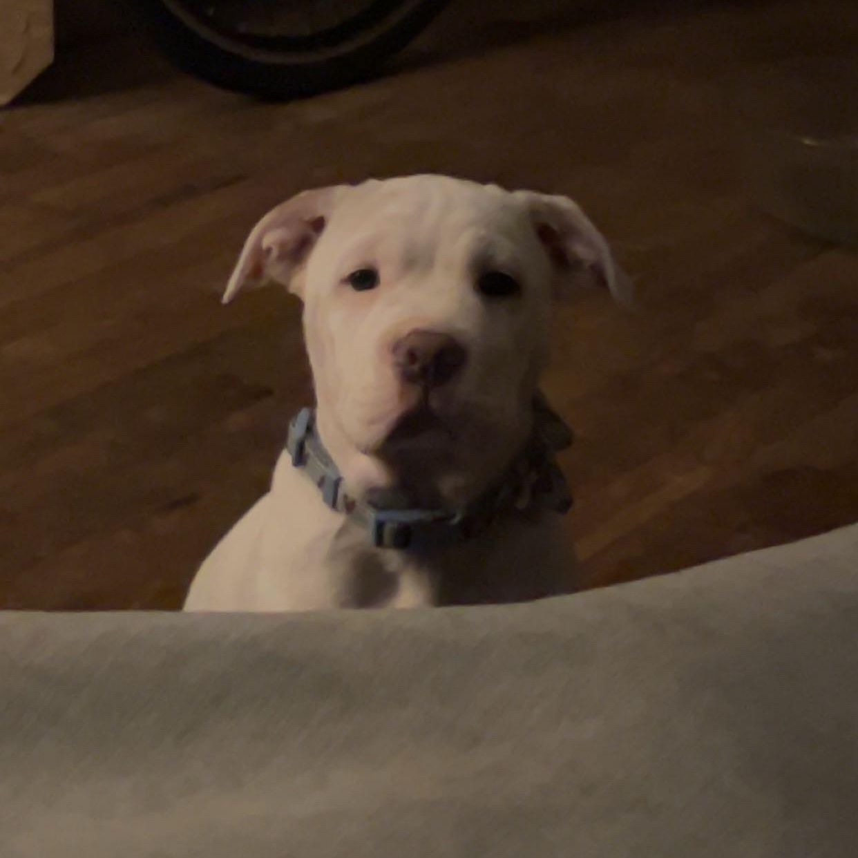 Diego, a ADOPTABLE mixed breed in Livonia, MI image 6/6
