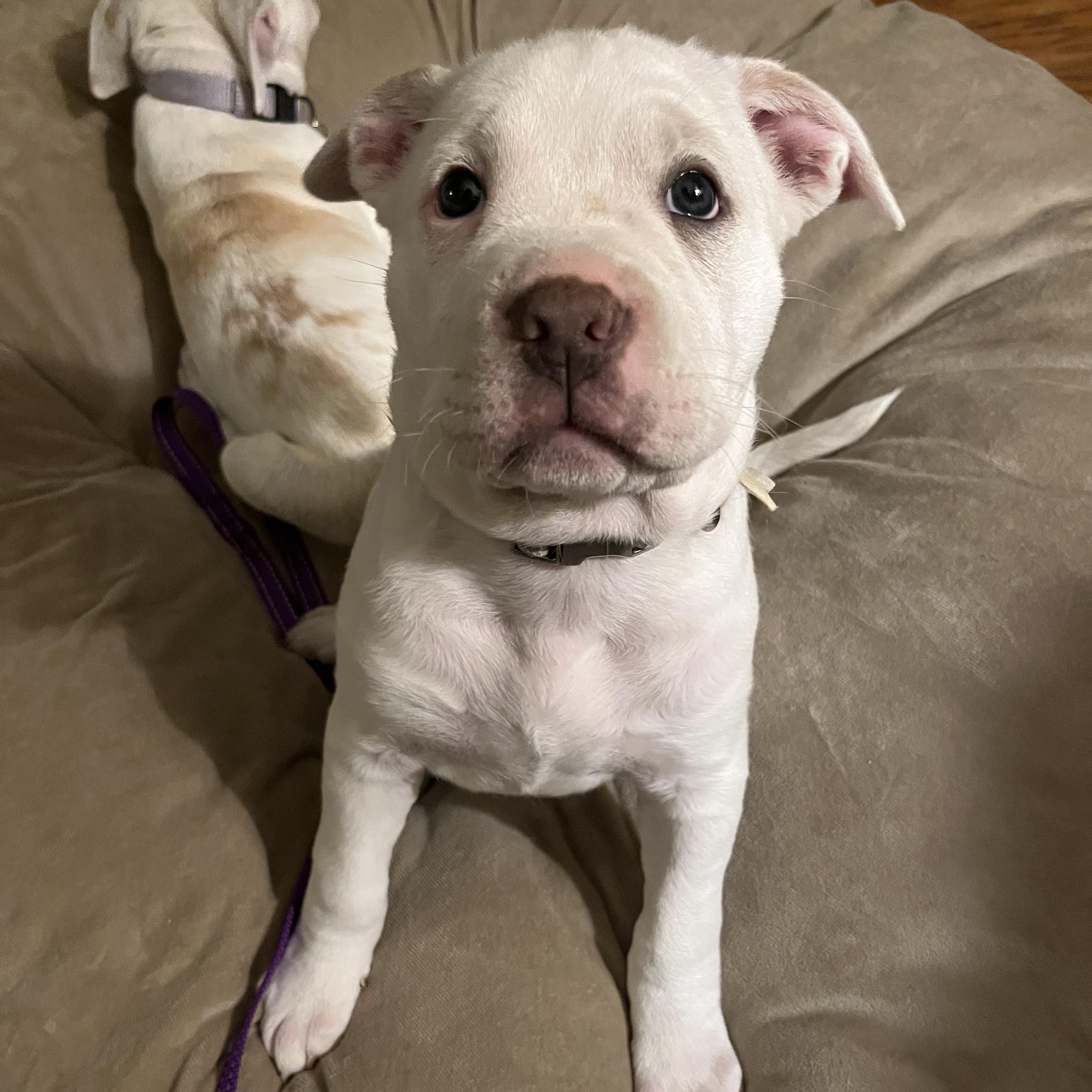 Diego, a ADOPTABLE mixed breed in Livonia, MI image 3/6