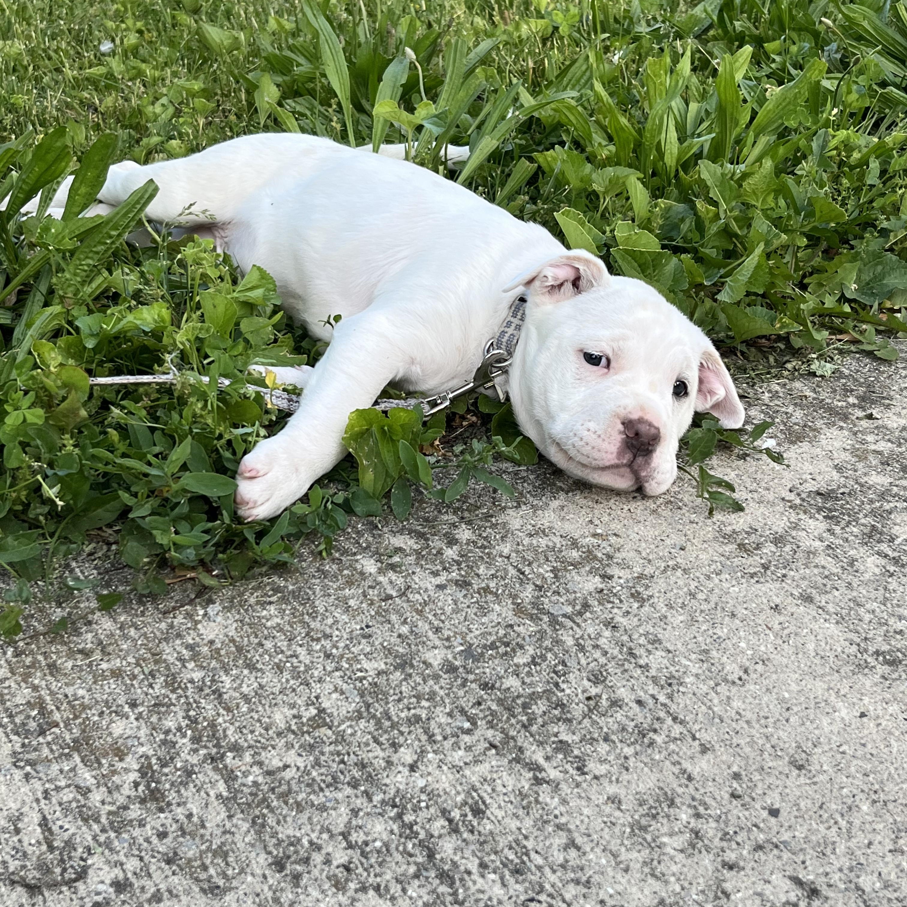 Diego, a ADOPTABLE mixed breed in Livonia, MI image 4/6
