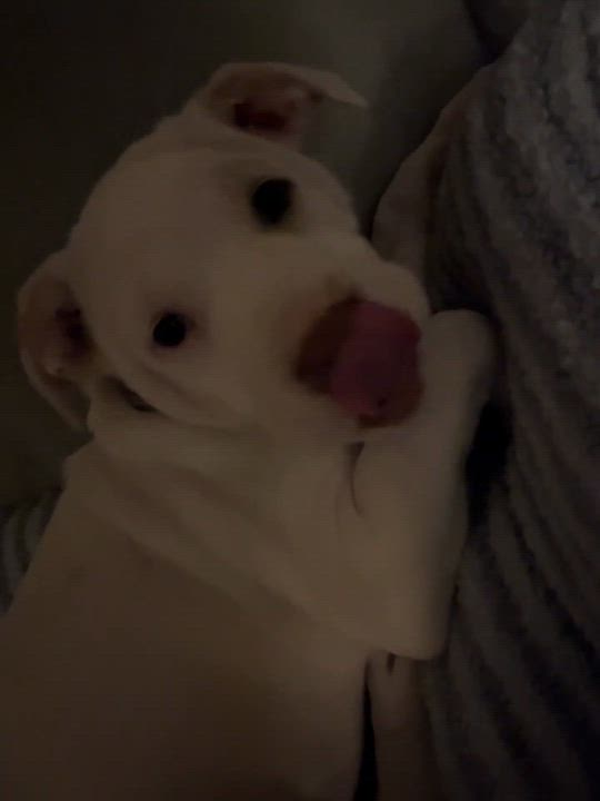 Enlarge Diego, a ADOPTABLE mixed breed in Livonia, MI video 5/6