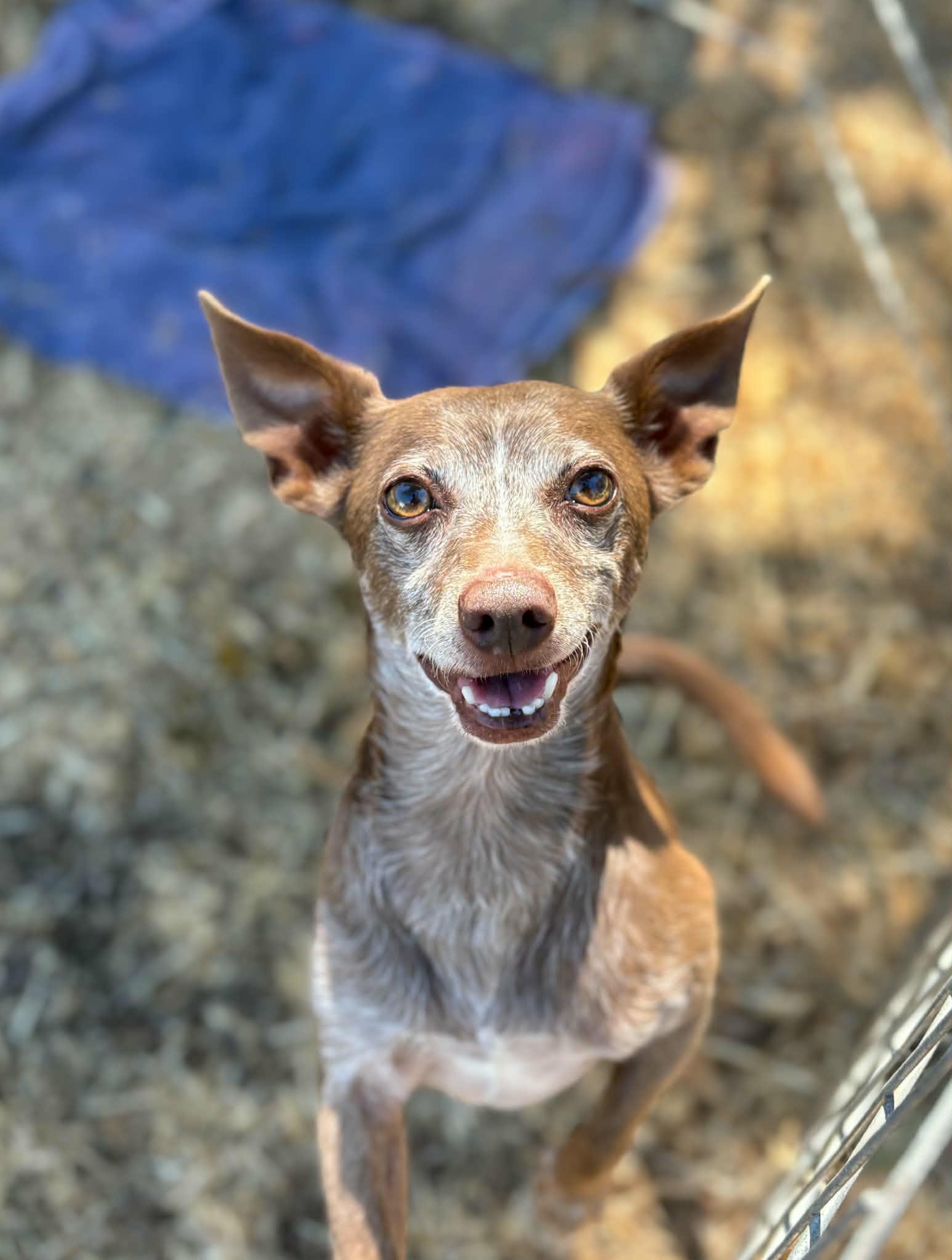 Vinny, adopted, Senior Male Chihuahua.