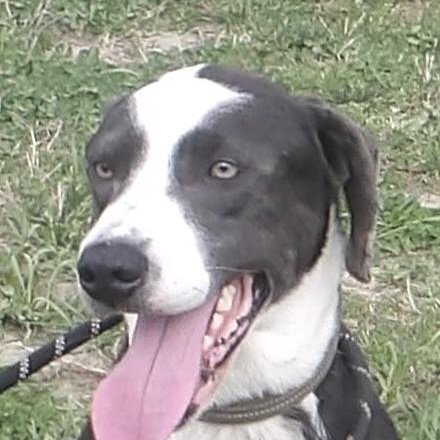 Enlarge Loki, a ADOPTABLE Mixed Breed in Gloucester, VA image 2/5