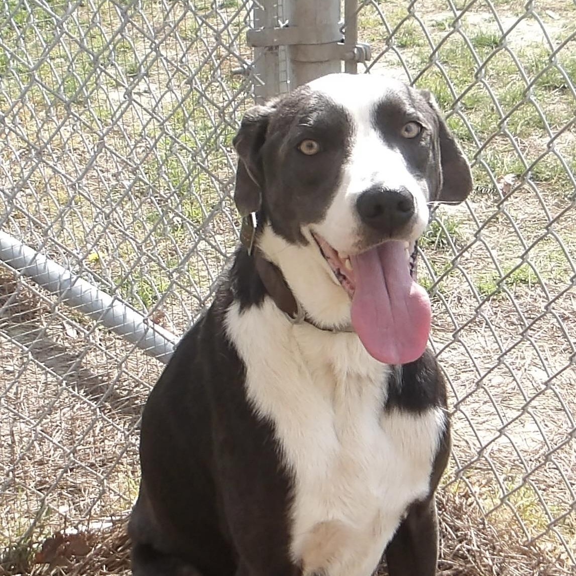 Enlarge Loki, a ADOPTABLE Mixed Breed in Gloucester, VA image 3/5