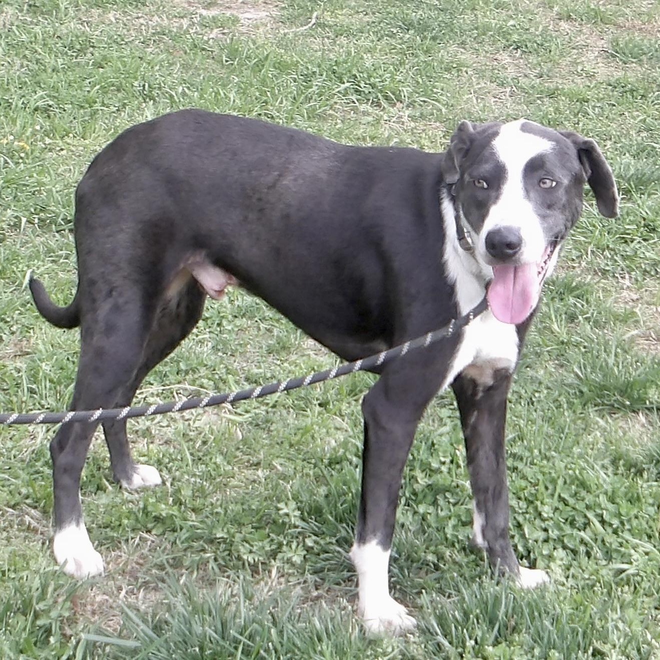 Enlarge Loki, a ADOPTABLE Mixed Breed in Gloucester, VA image 4/5