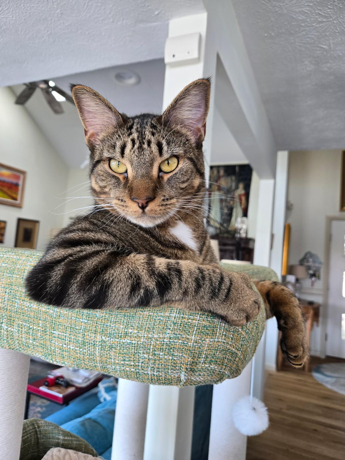 Jack, a Adoptable Tabby in Hampton, VA image 1/5