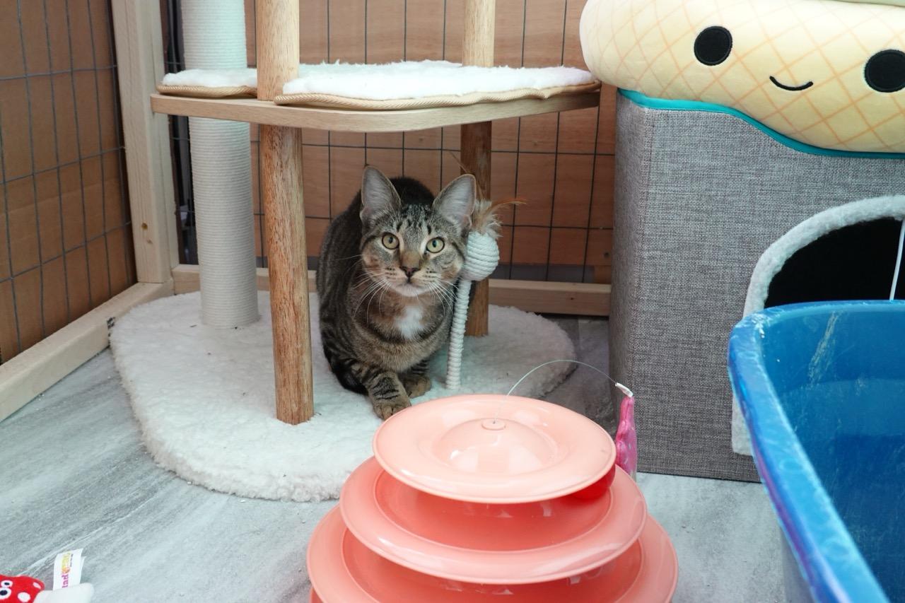 Jack, a Adoptable Tabby in Hampton, VA image 4/5