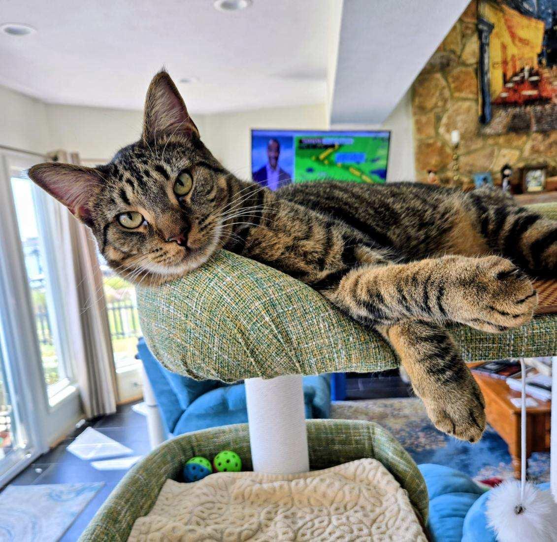 Jack, a Adoptable Tabby in Hampton, VA image 2/5