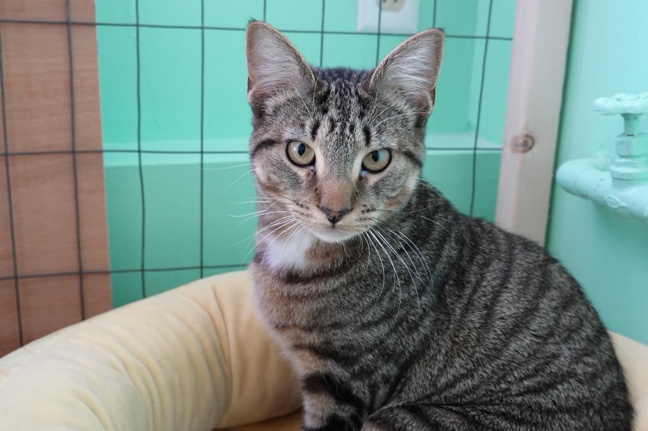 Jack, a Adoptable Tabby in Hampton, VA image 3/5