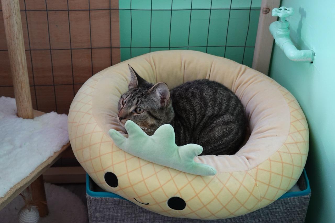 Jack, a Adoptable Tabby in Hampton, VA image 5/5