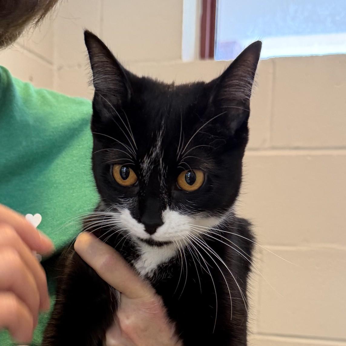 Shadow, a ADOPTABLE mixed breed in Slidell, LA image 1/2