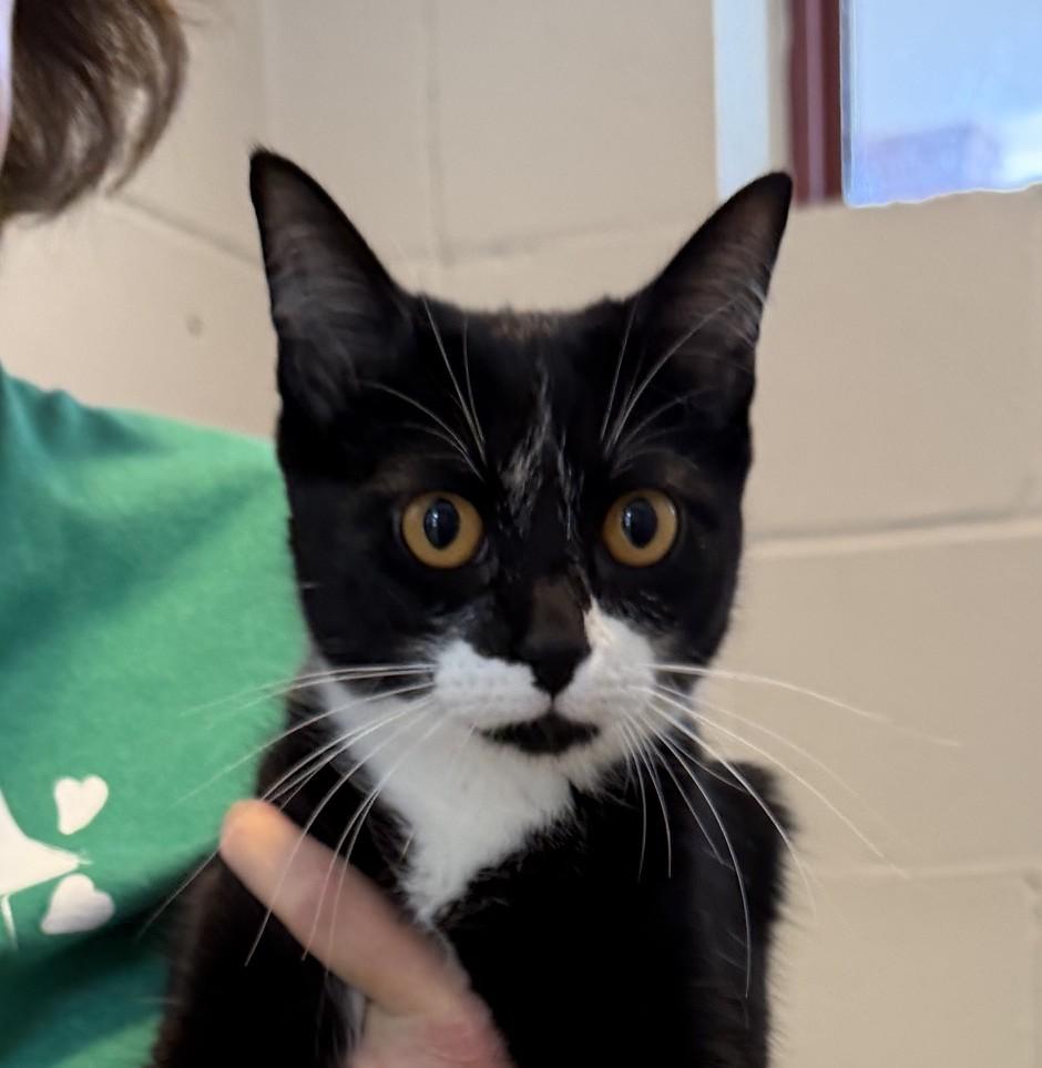 Shadow, a ADOPTABLE mixed breed in Slidell, LA image 2/2