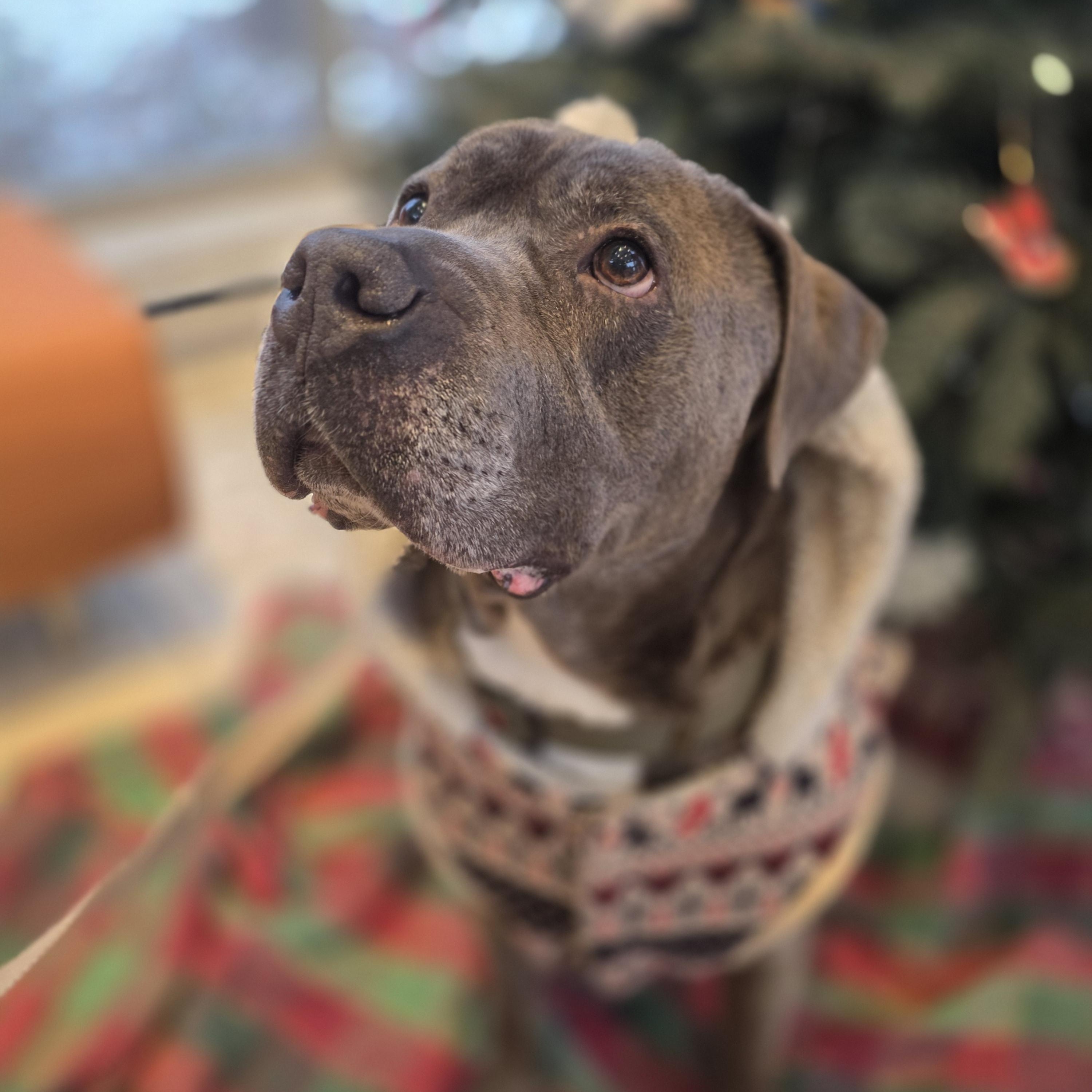 Sirius, a ADOPTABLE mixed breed image 3/5