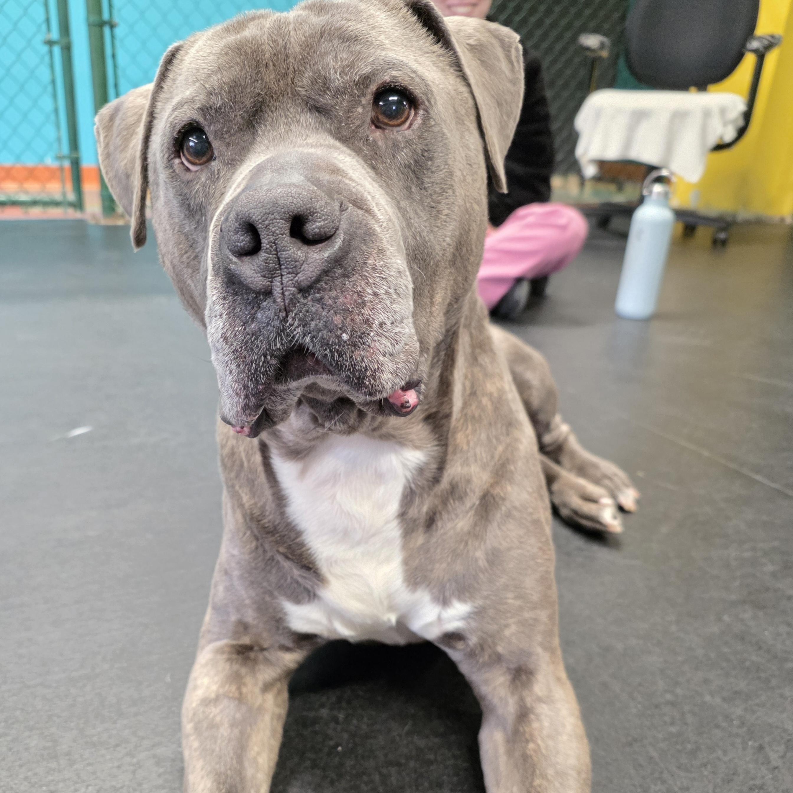 Sirius, a ADOPTABLE mixed breed image 5/5