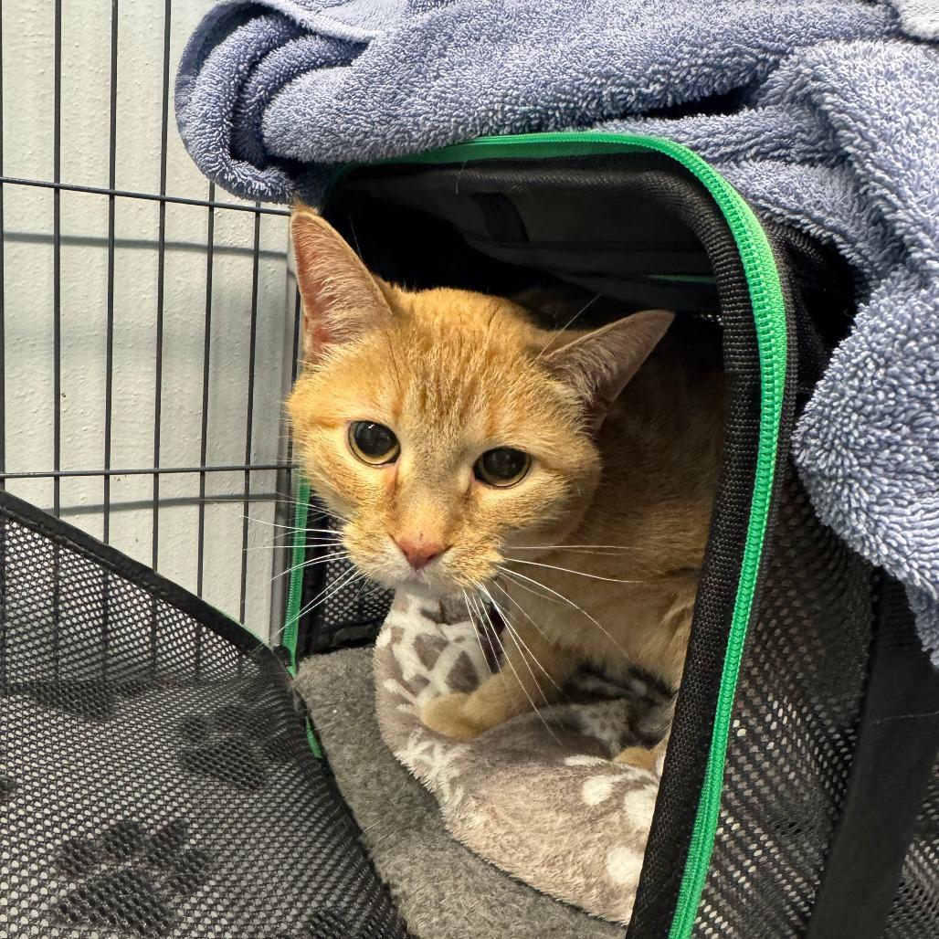 Lucy Lane, Adoptable, Senior Female Domestic Short Hair.