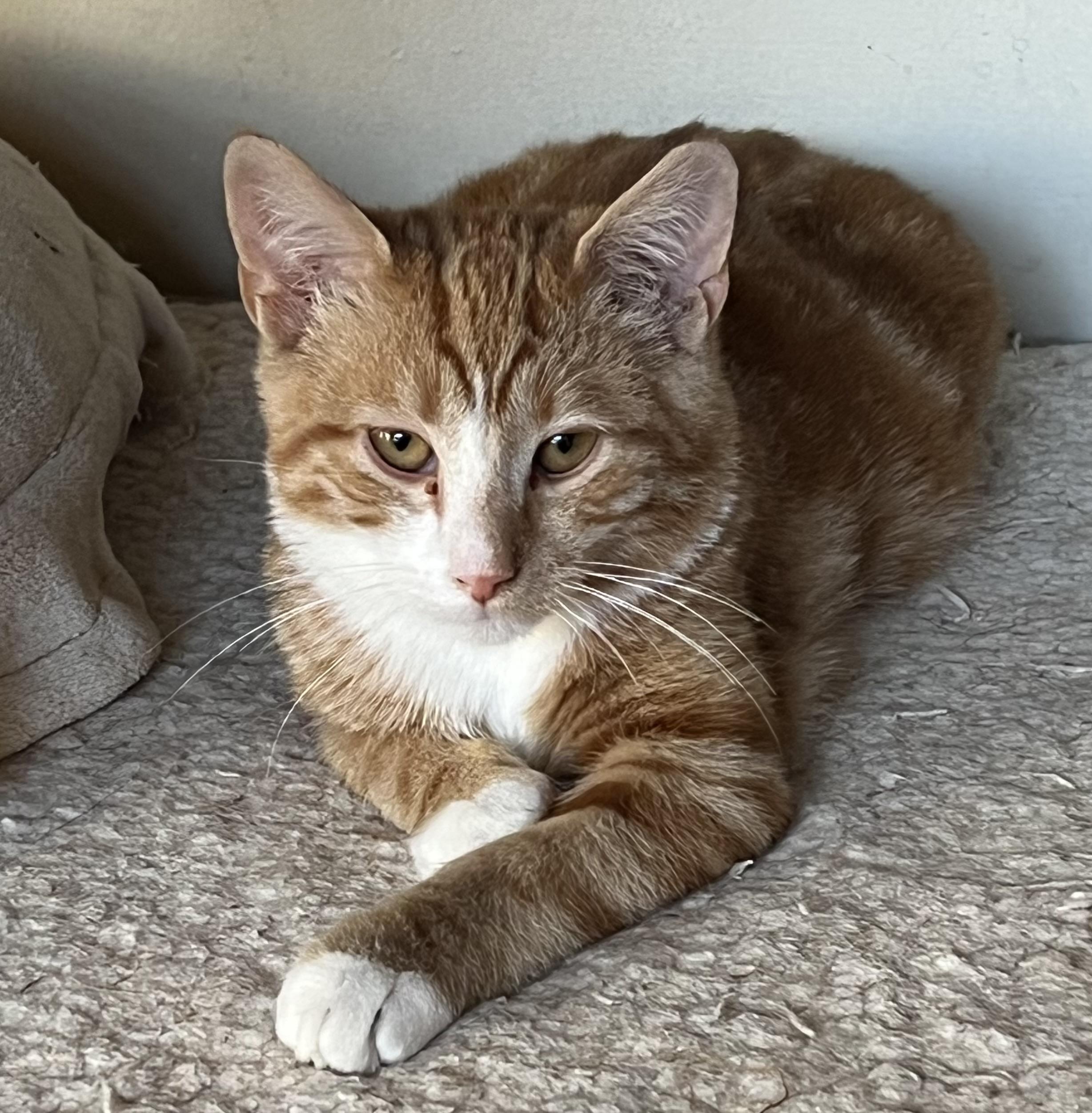 Oscar