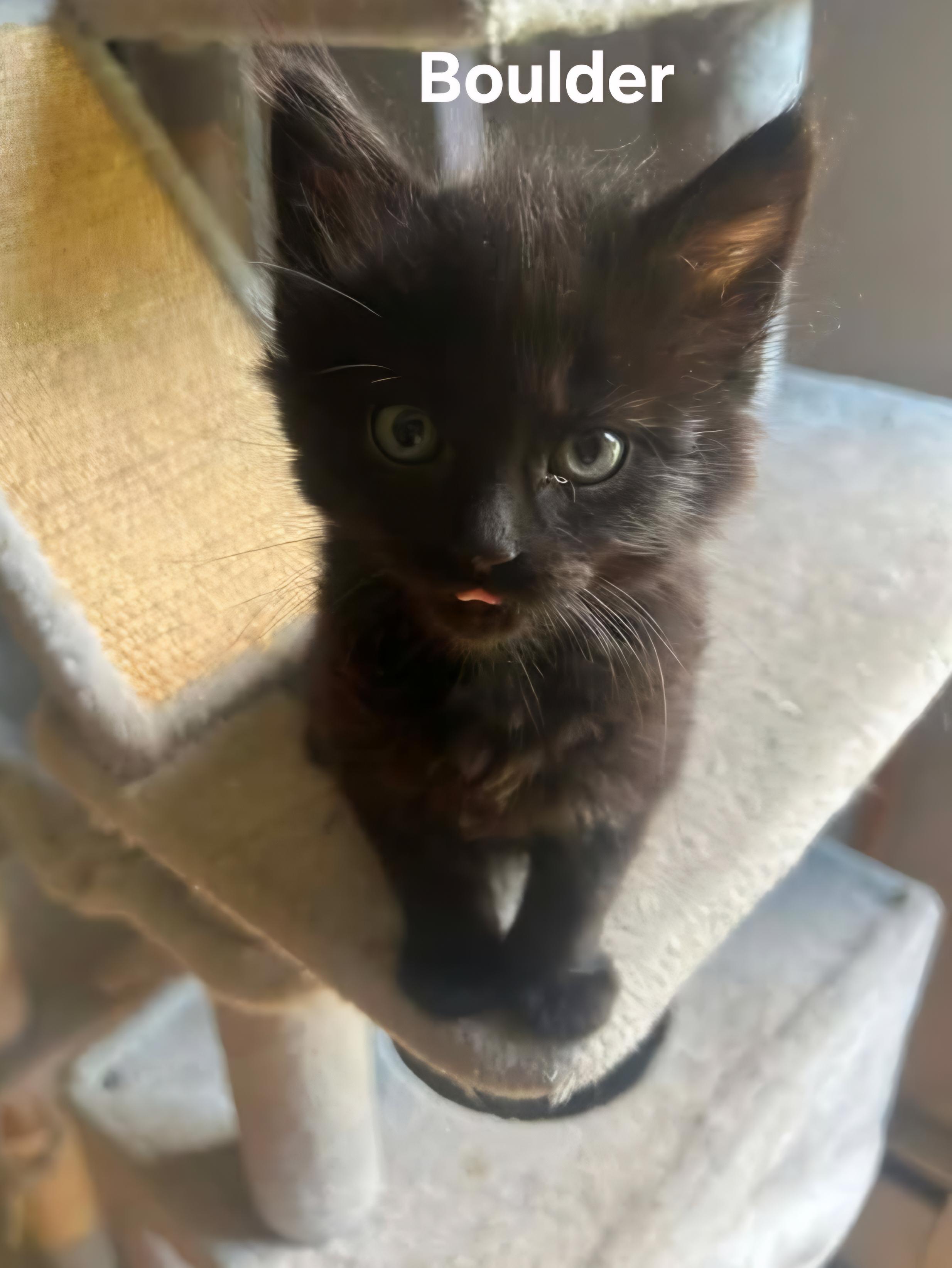 Boulder, ADOPTABLE, Kitten Male Domestic Medium Hair.