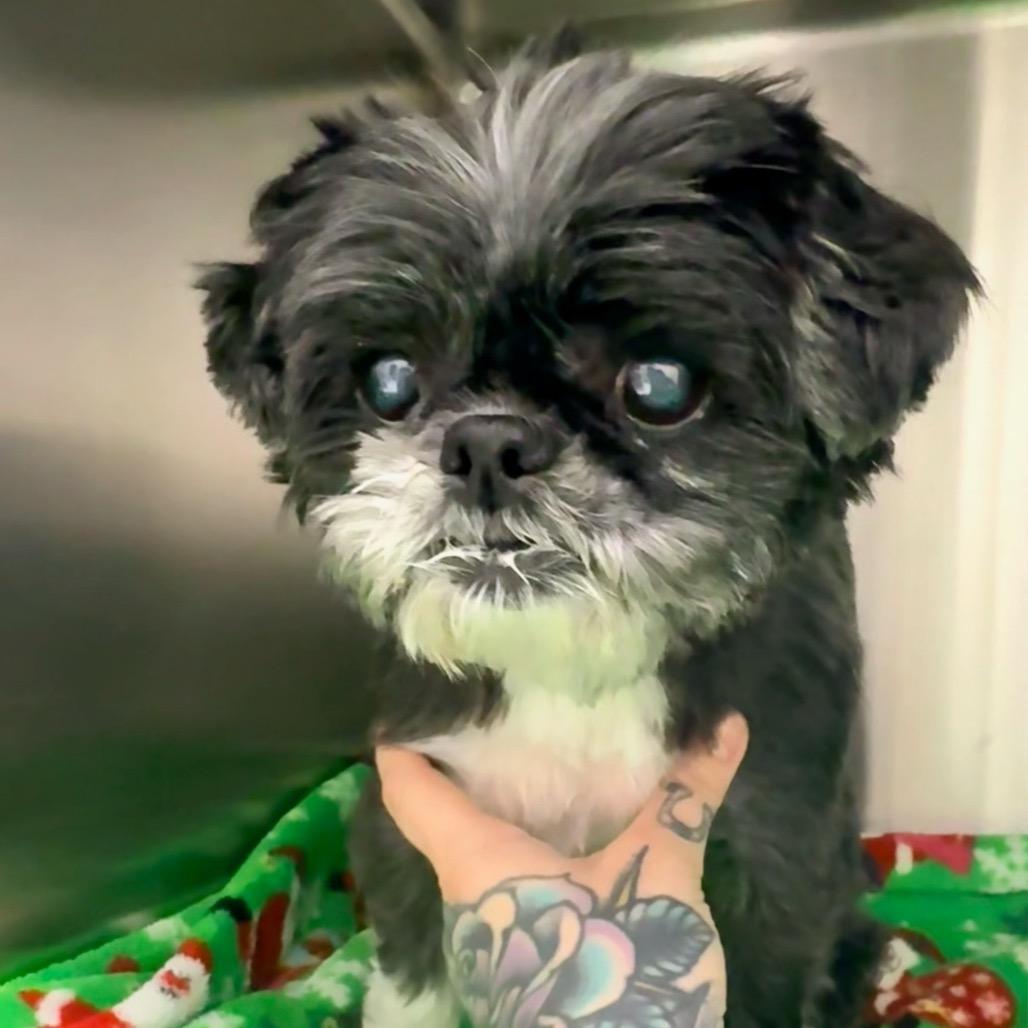 Bridget, Adoptable, Senior Female Shih Tzu.