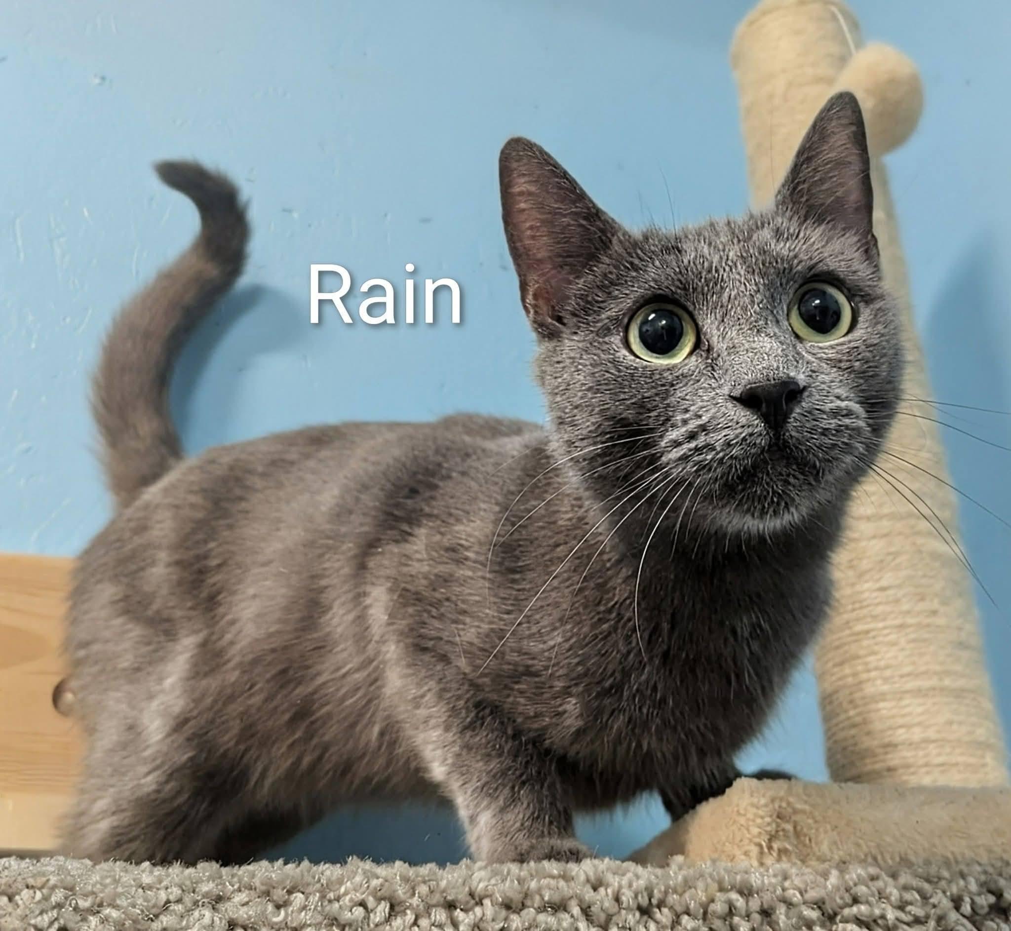 Rain, adopted, Adult Female Domestic Short Hair.