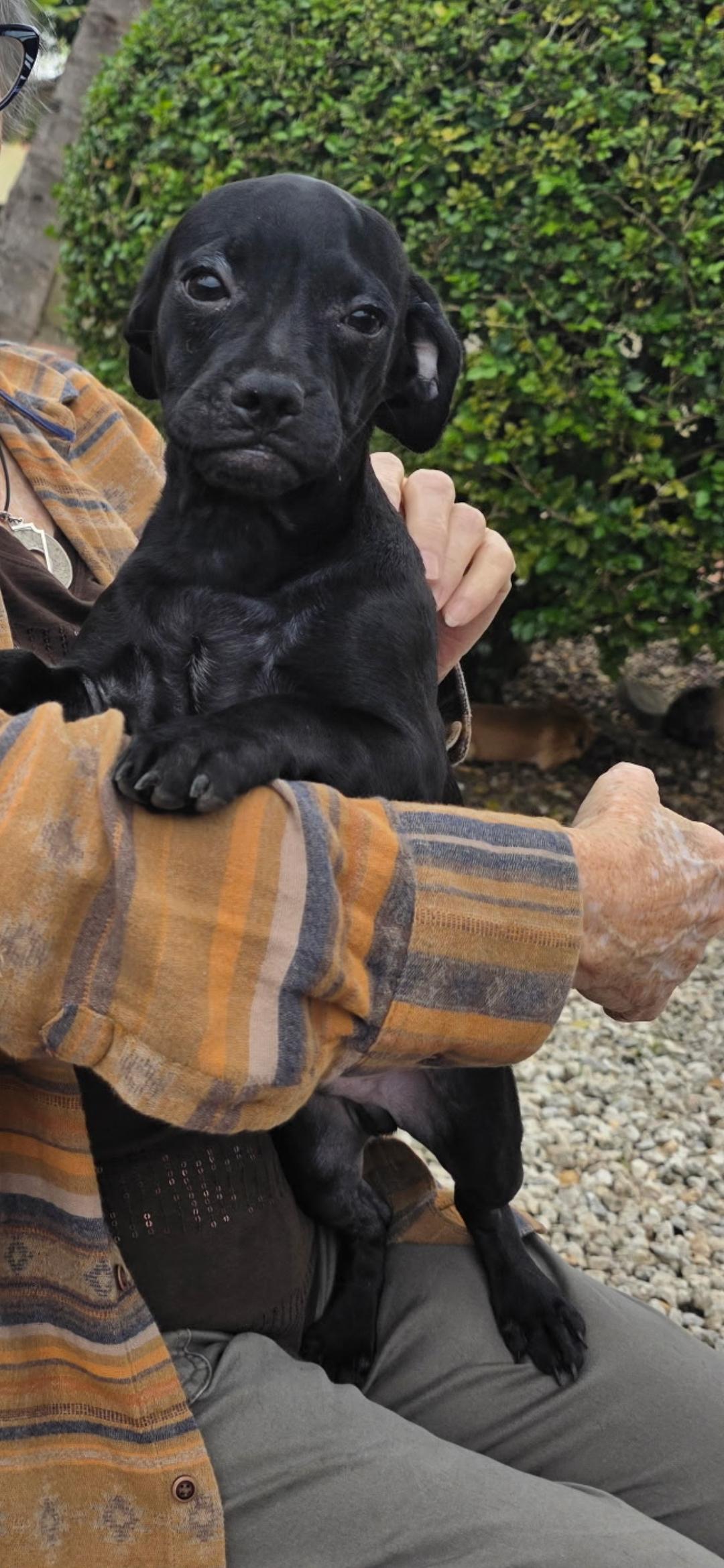 Gonzo, Adoptable, Puppy Male Pug & Chihuahua.