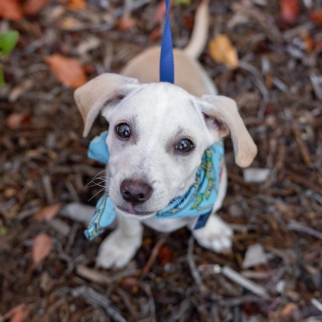 Gardenia (Bloom Pup), Adoptable, Puppy Male Spaniel & Chihuahua.