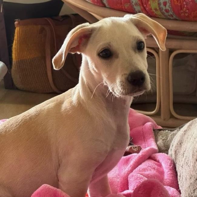 Enlarge Gardenia (Bloom Pup), a Adoptable mixed breed in San Diego, CA image 2/3
