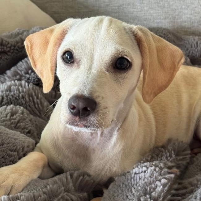 Enlarge Gardenia (Bloom Pup), a Adoptable mixed breed in San Diego, CA image 3/3