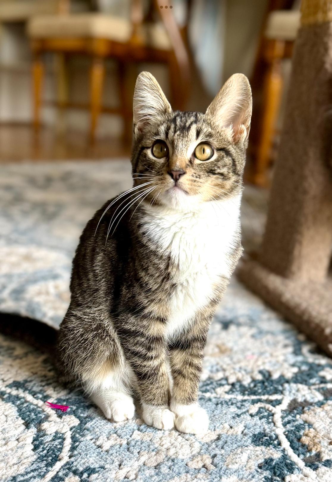 Enlarge Mittens, a ADOPTABLE Domestic Short Hair in San Rafael, CA image 2/6