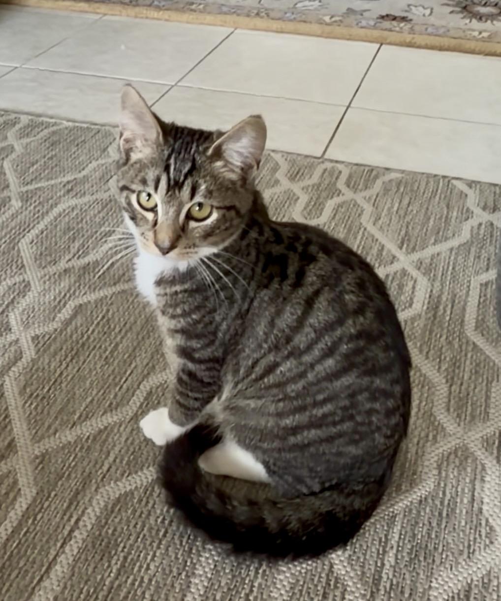 Enlarge Mittens, a ADOPTABLE Domestic Short Hair in San Rafael, CA image 5/6