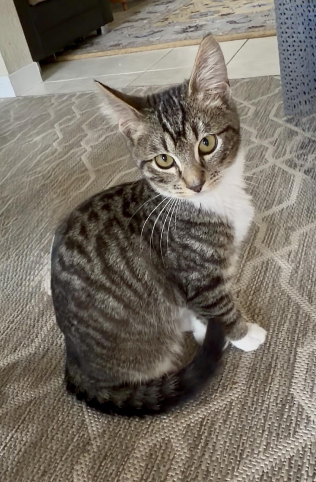 Enlarge Mittens, a ADOPTABLE Domestic Short Hair in San Rafael, CA image 1/6