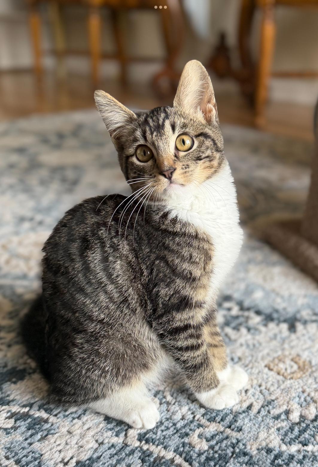 Enlarge Mittens, a ADOPTABLE Domestic Short Hair in San Rafael, CA image 6/6