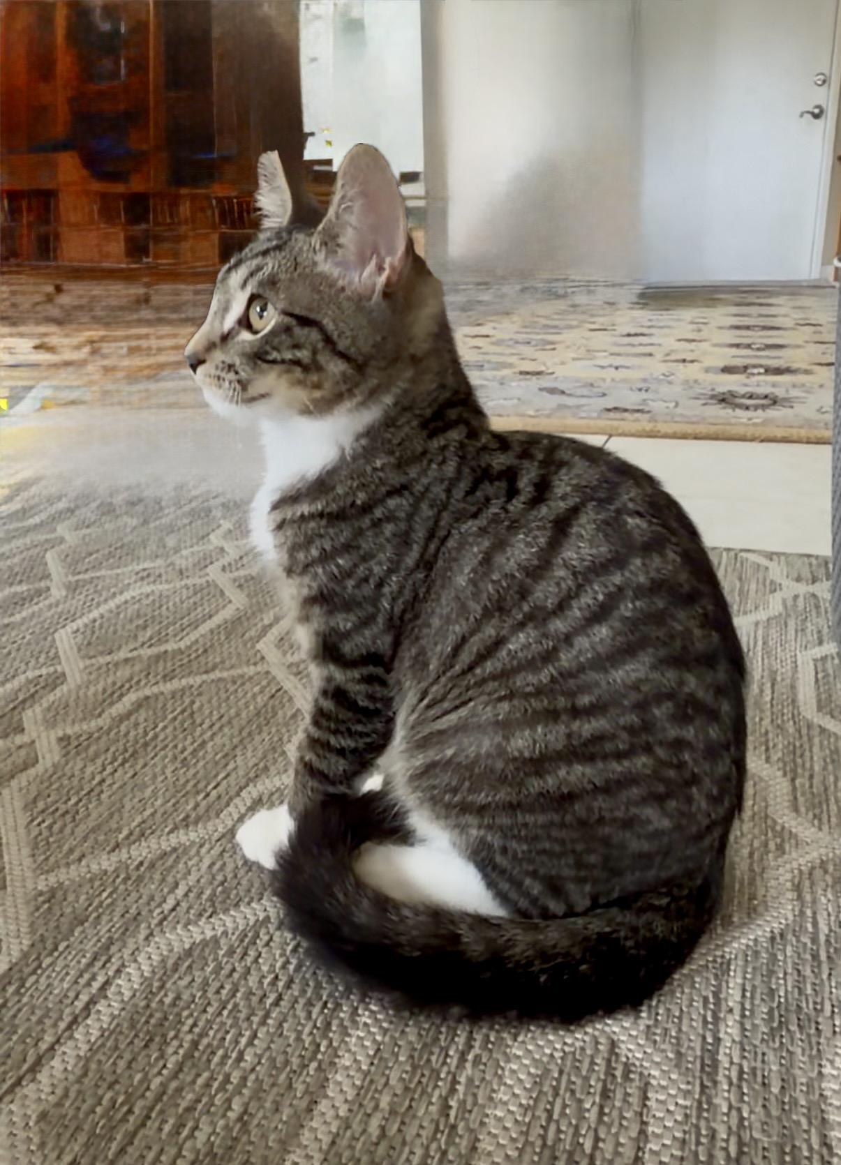 Enlarge Mittens, a ADOPTABLE Domestic Short Hair in San Rafael, CA image 3/6