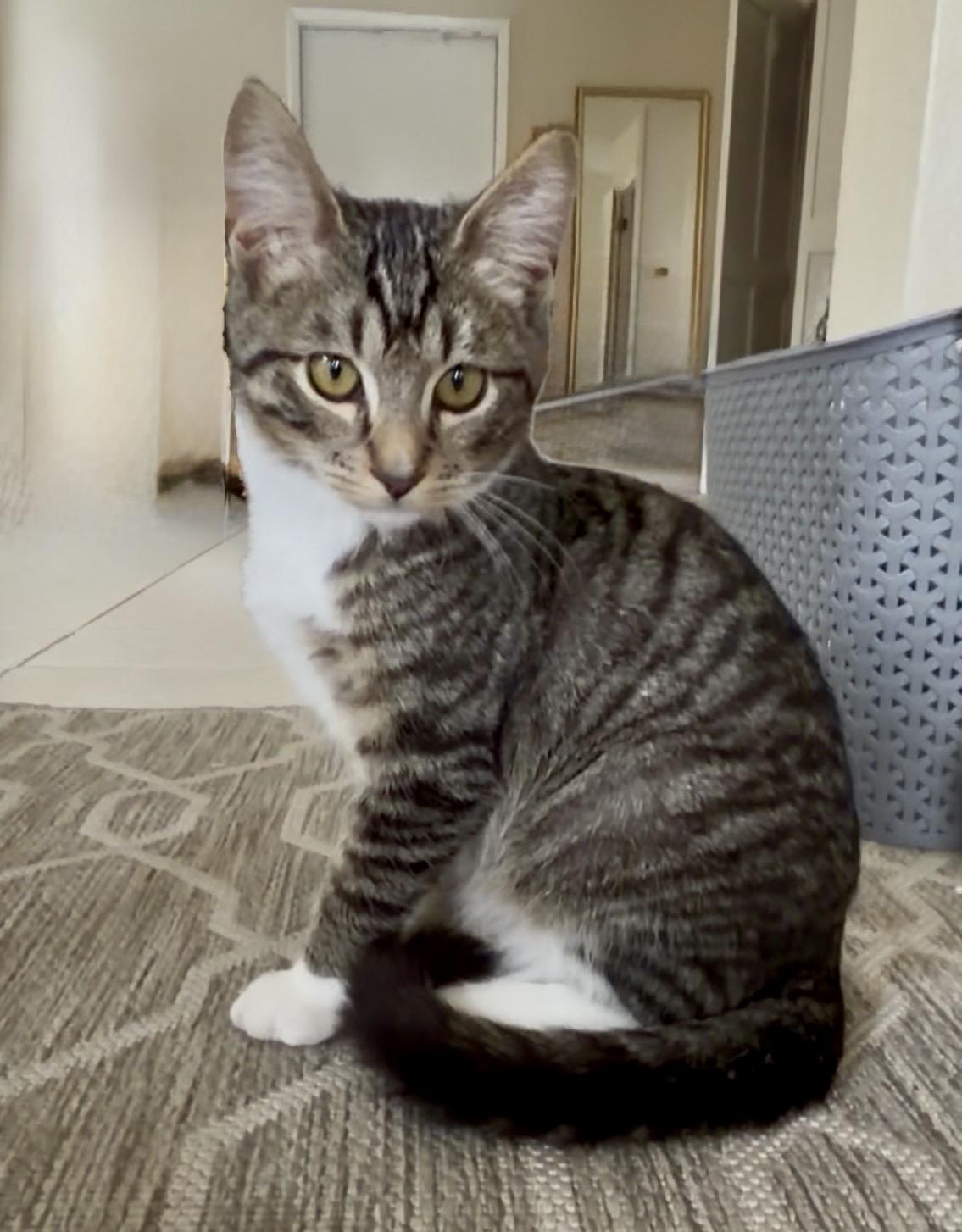 Enlarge Mittens, a ADOPTABLE Domestic Short Hair in San Rafael, CA image 4/6