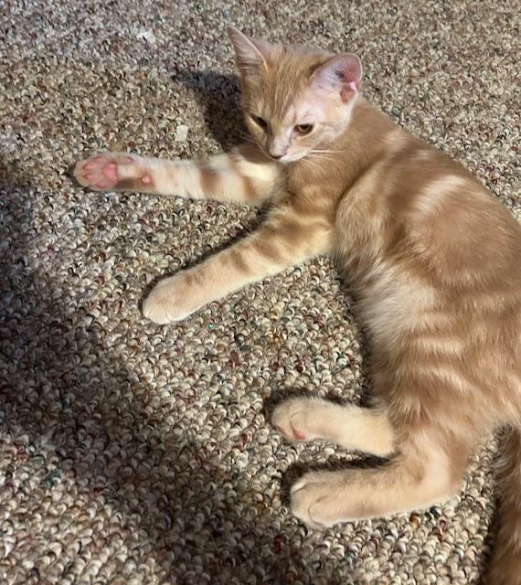 Nutmeg, an adopted Domestic Short Hair in Chambersburg, PA image 2/4