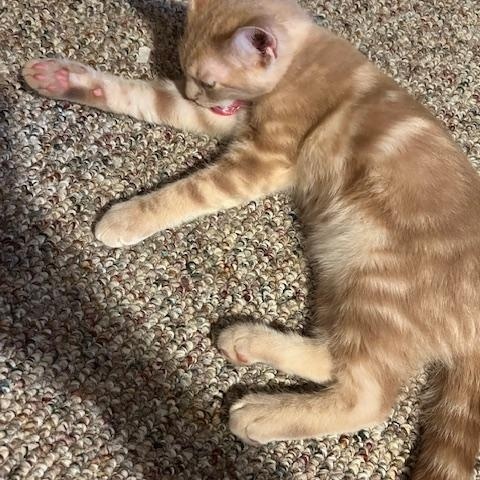 Nutmeg, an adopted Domestic Short Hair in Chambersburg, PA image 4/4