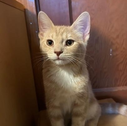 Nutmeg, adopted, Kitten Male Domestic Short Hair.